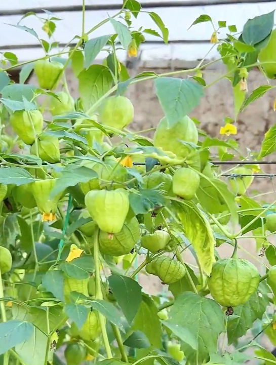 姑娘果种植真简单,种子搭个架,种一次年年吃不完,个大汁水多!-度小视