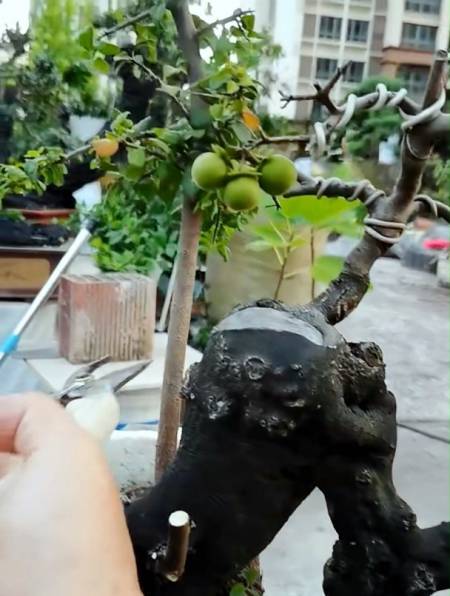 倒栽金弹子你们见过吗?没见过的来品品我这棵怎么样-度小视