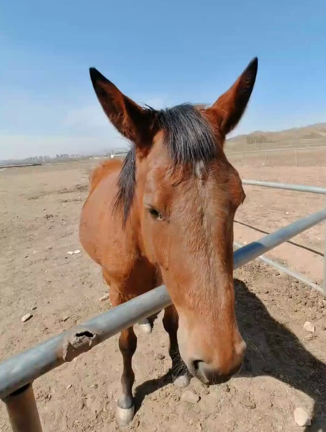 你的草原你的马!南北方,齐刘海的你-度小视