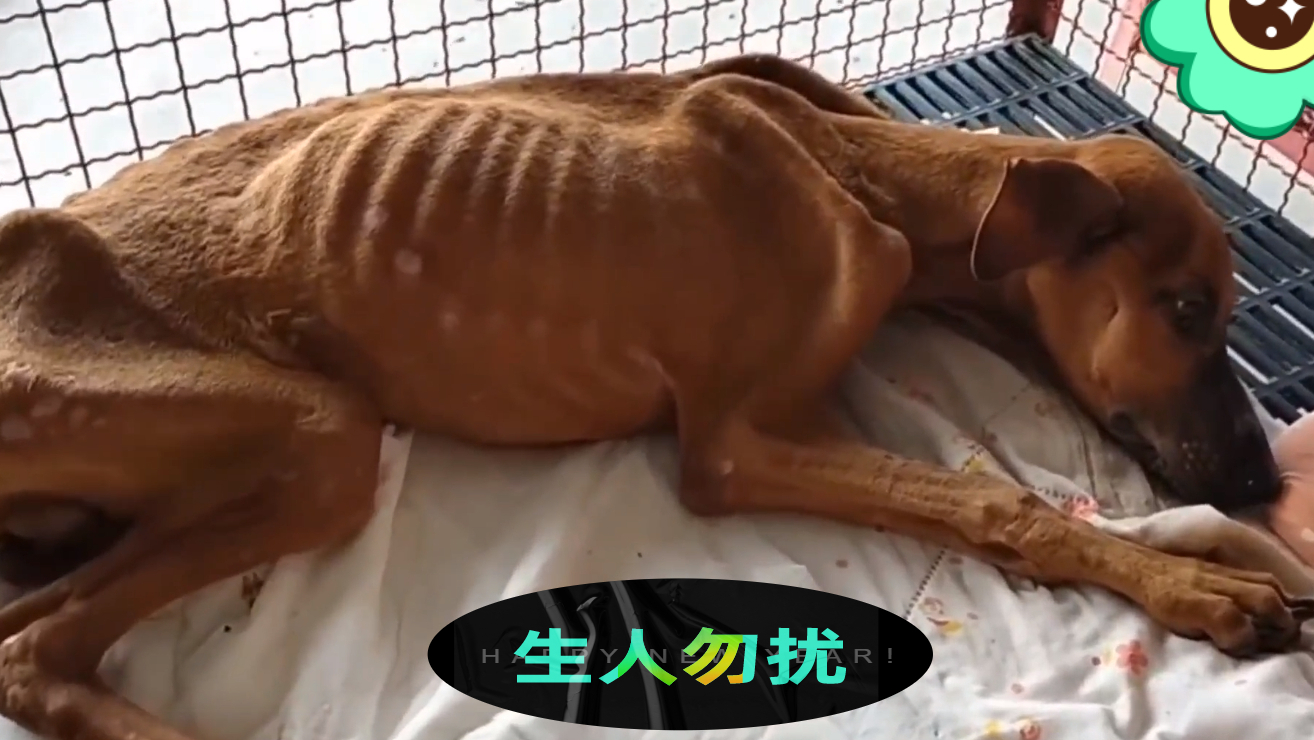 狗狗骨瘦如柴连站都站不起来,被主人丢弃之后才找到了活着的意义