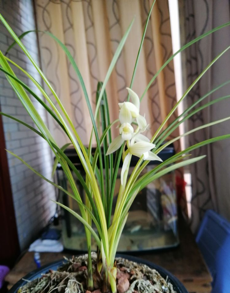 莲瓣兰素花佳品——瑞雪,花色洁白,清纯素雅,兰香十足花艺双全