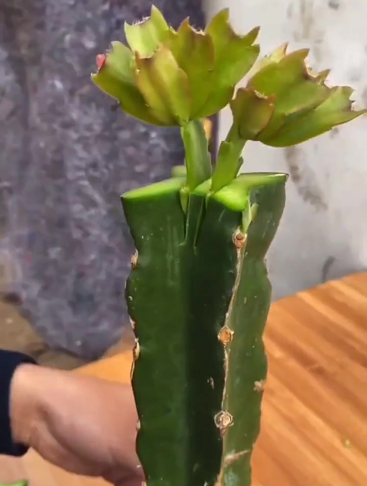 火龙果嫁接蟹爪兰!