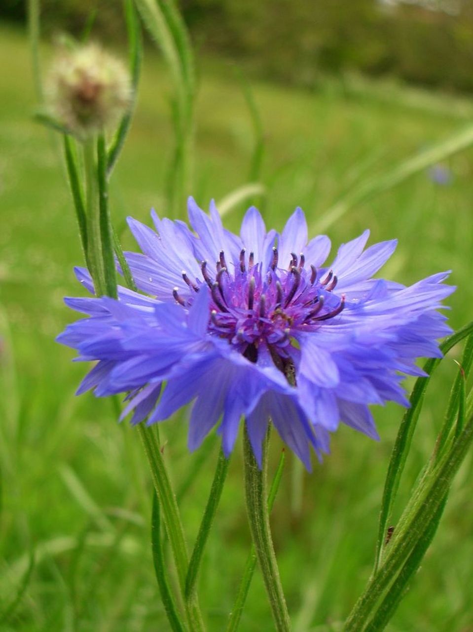 蓝色矢车菊花语图片