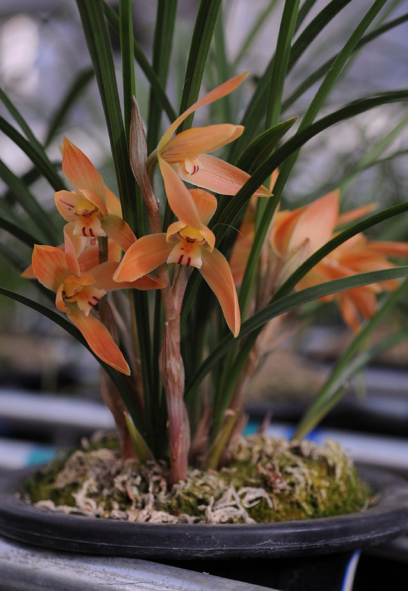 春兰名品色花——红双喜,花姿优美,兰香幽远,养护简单普草价格