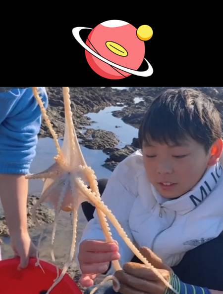 小章带外甥赶海,石缝里的章鱼吐牛牛一脸水!