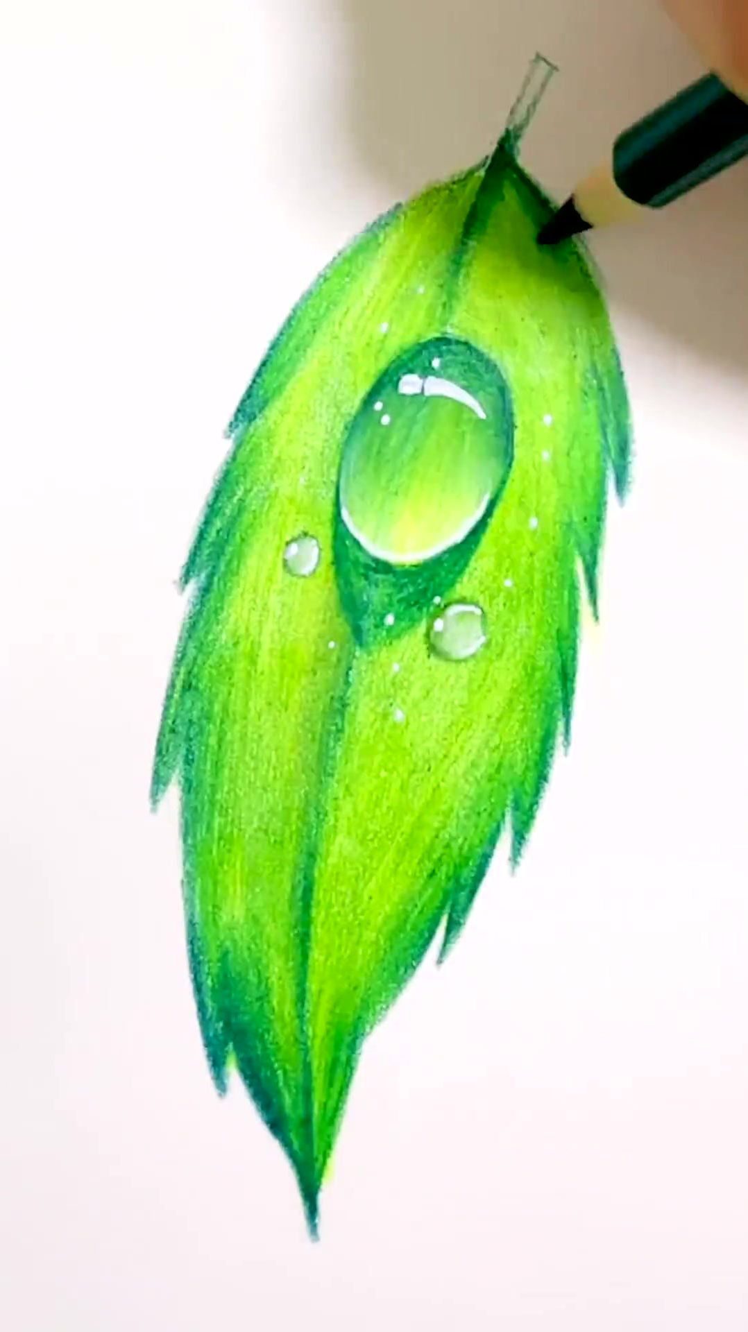 手绘水滴树叶,彩铅画