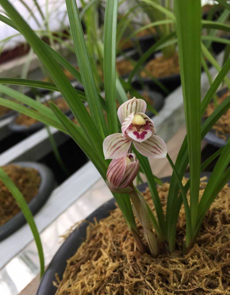 被无数兰友视为珍宝的莲瓣兰滇荷,清丽大方,花姿优雅,完美无瑕