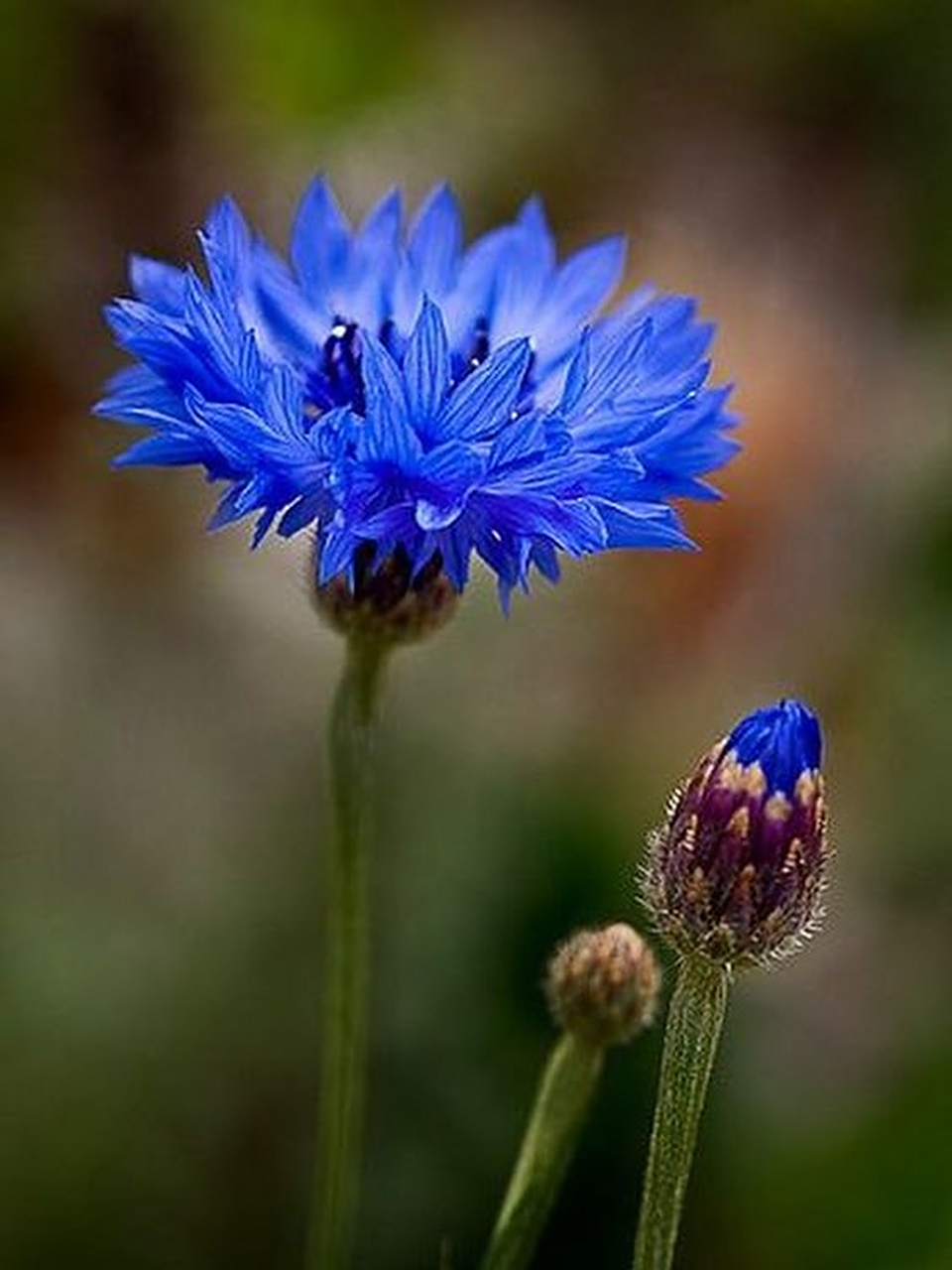 蓝色矢车菊是来自一位痴情于爱情的公主.