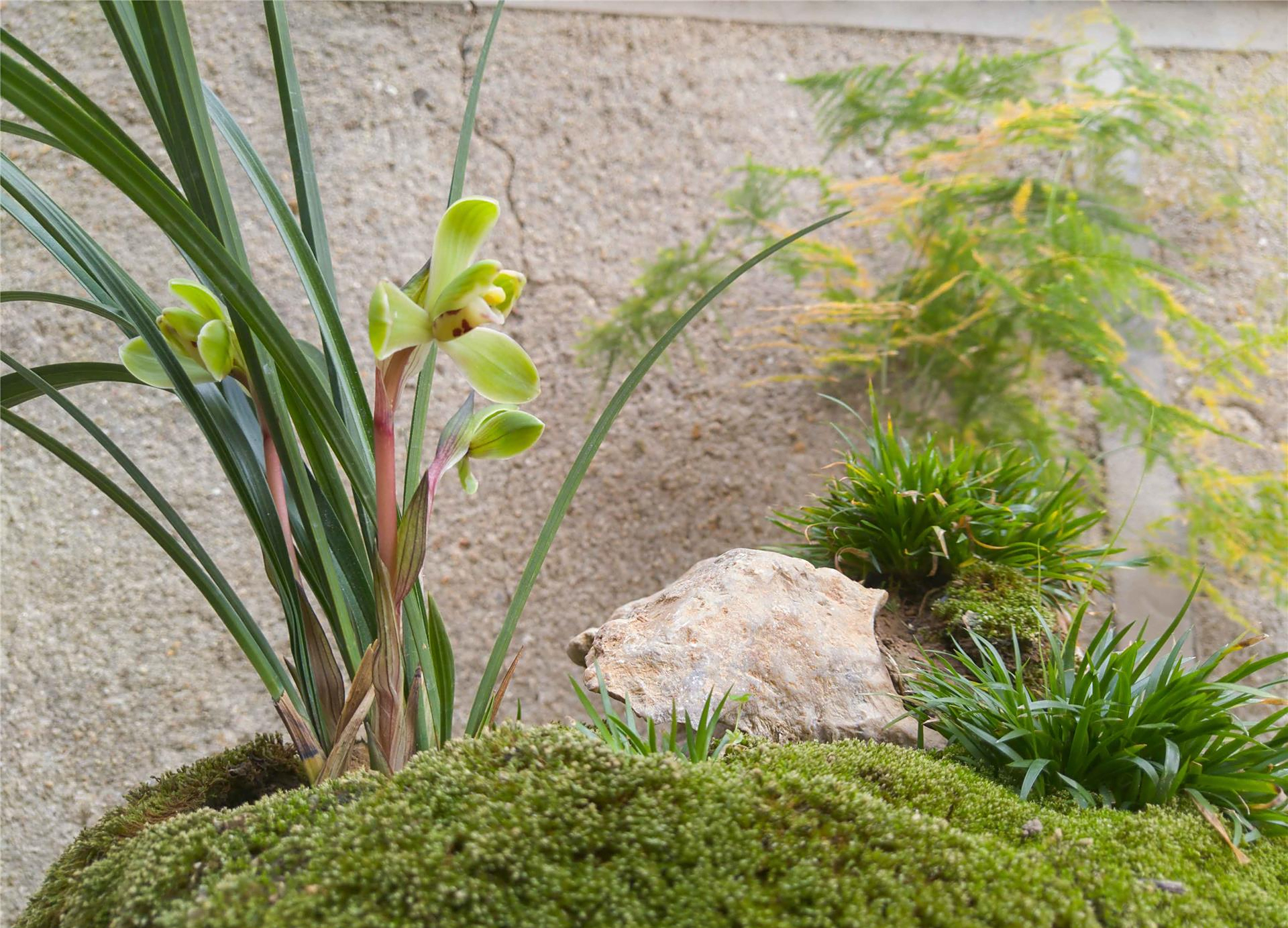 "春兰四大天王之一"——集圆,香味浓郁,花姿优雅,值得收藏