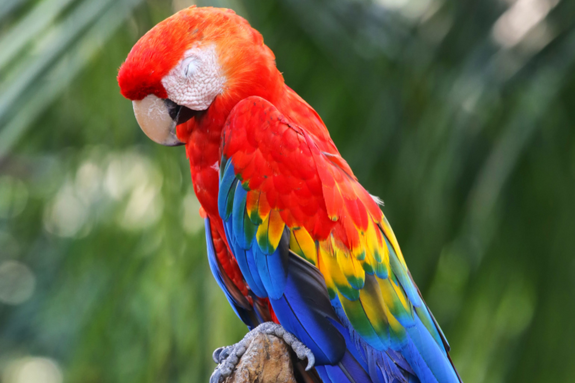 [原文:鹦鹉叫声大全:聆听鹦鹉世.