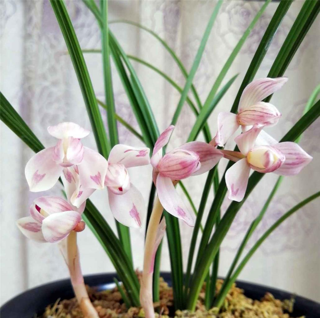 莲瓣兰粉红荷瓣,花色诱人,姿态娇媚,兰中佳品,值得收藏