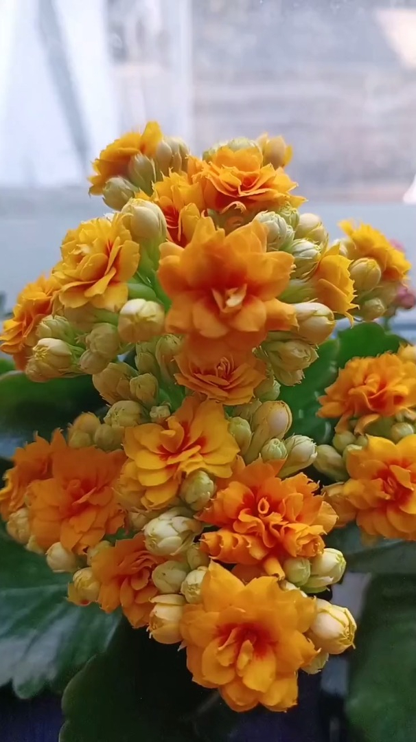 宝玉长寿花,我的花花草草