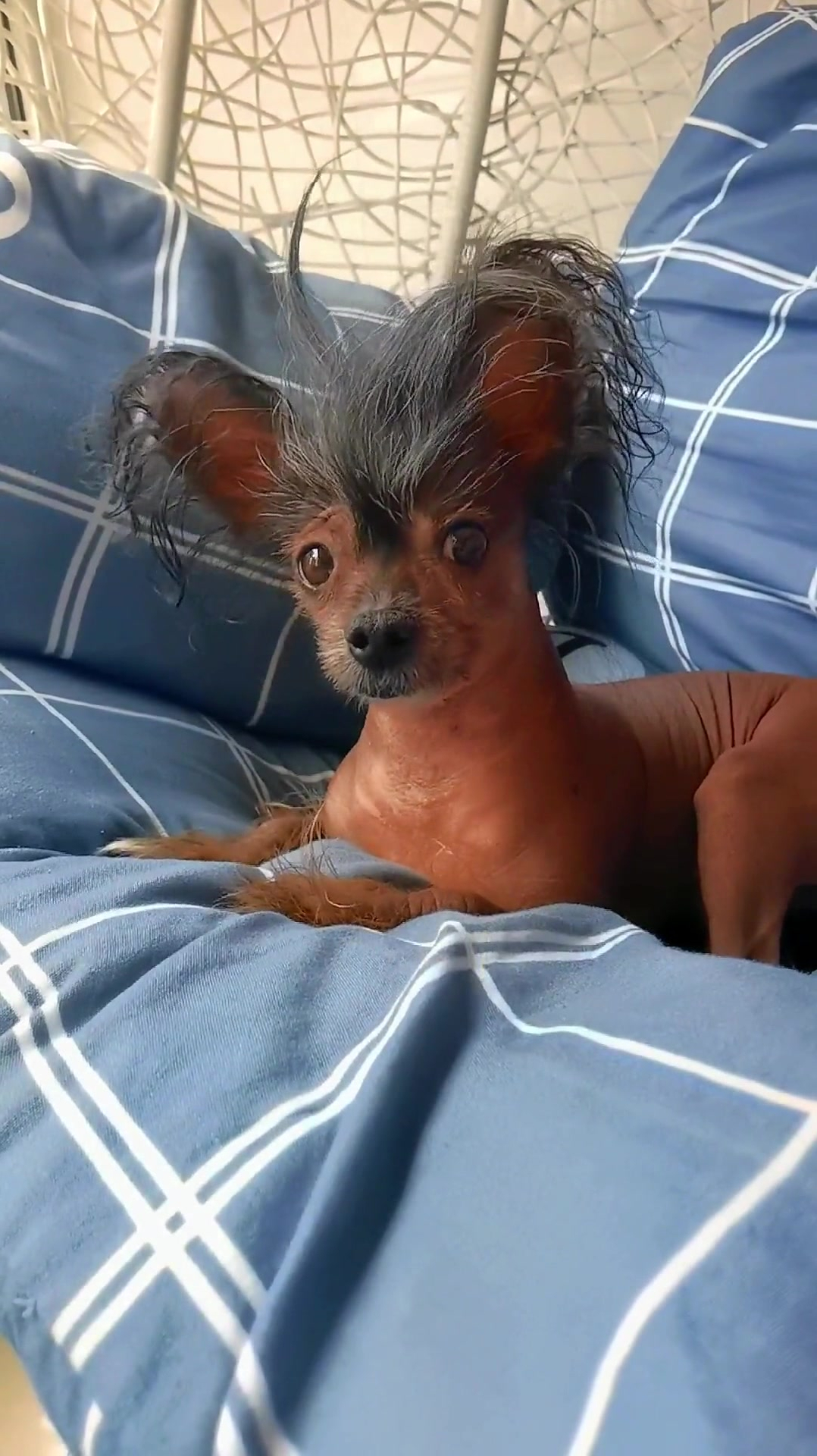 西游记的小钻风?山海经穿越回来的吧,感觉既精致又潦草!