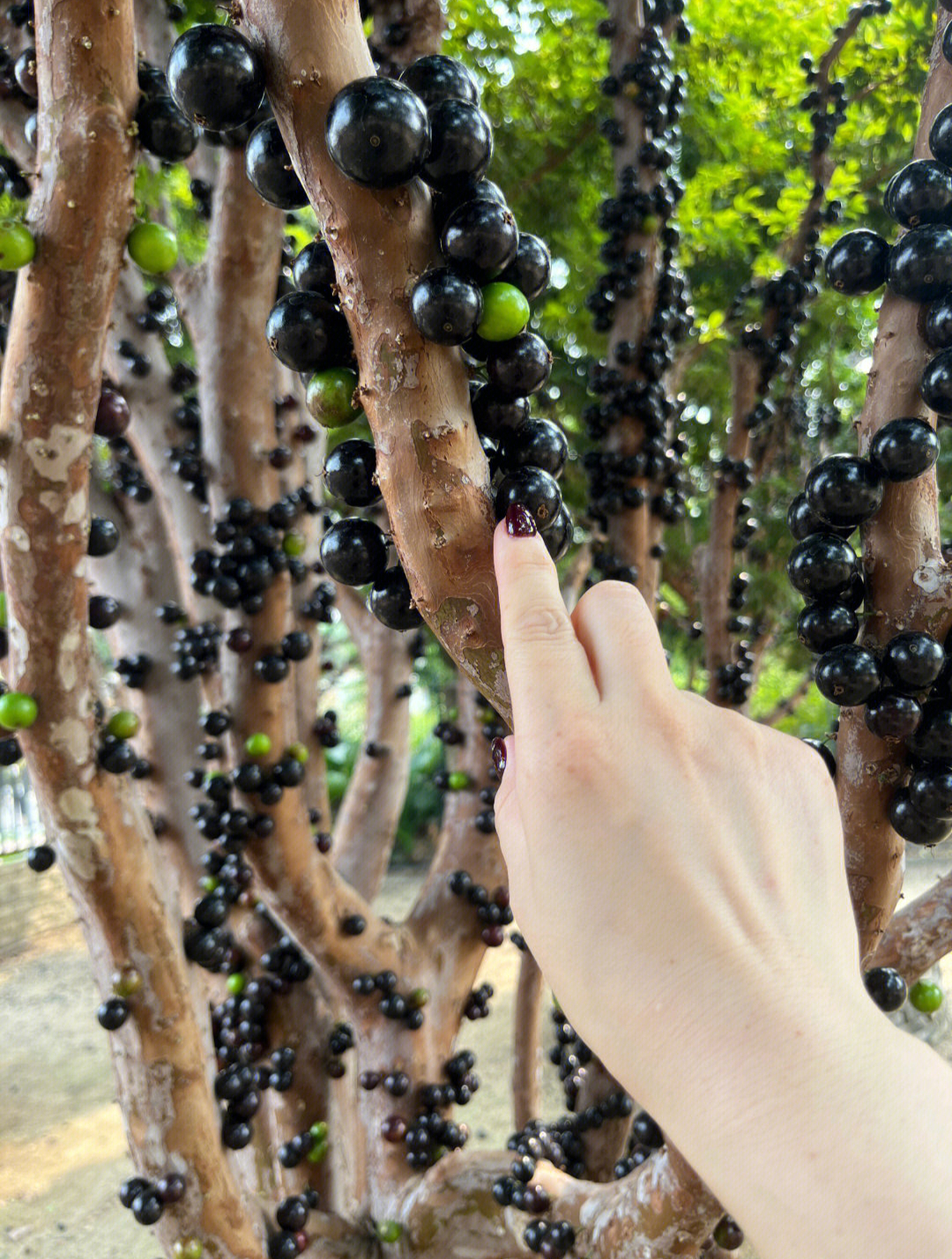 树葡萄树价格5年树葡萄树苗多少钱