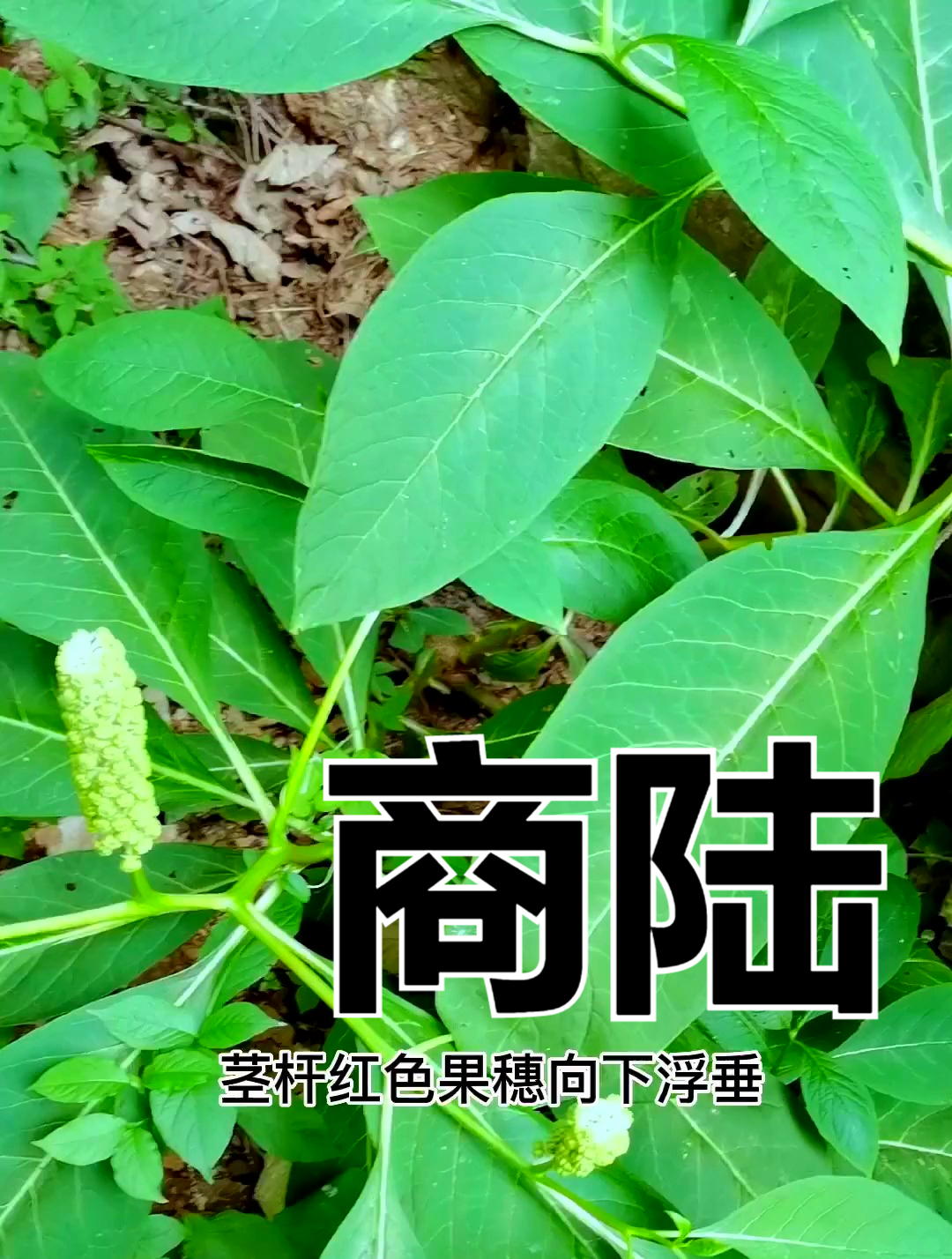 植物科普:商陆,它是一种有毒的植物,大家千万不要轻易去使用-度小视