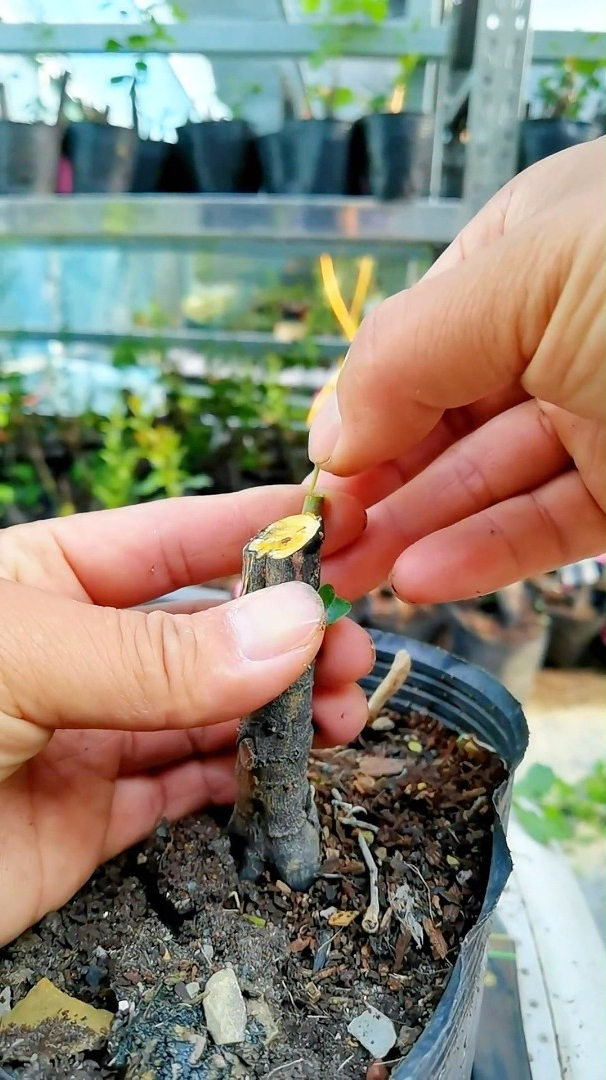 老鸦柿王冠极限嫁接金弹子