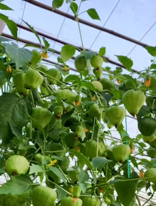 自带包装纸的"姑娘果",四季都能活,种一次来年还能结果!