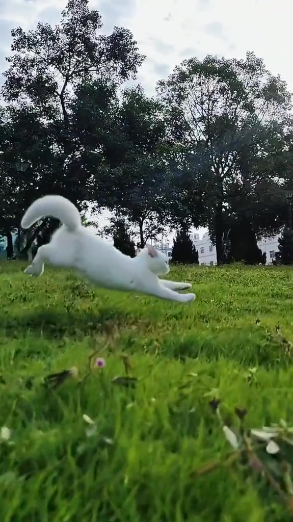 这猫跑起来有种自由的感觉!