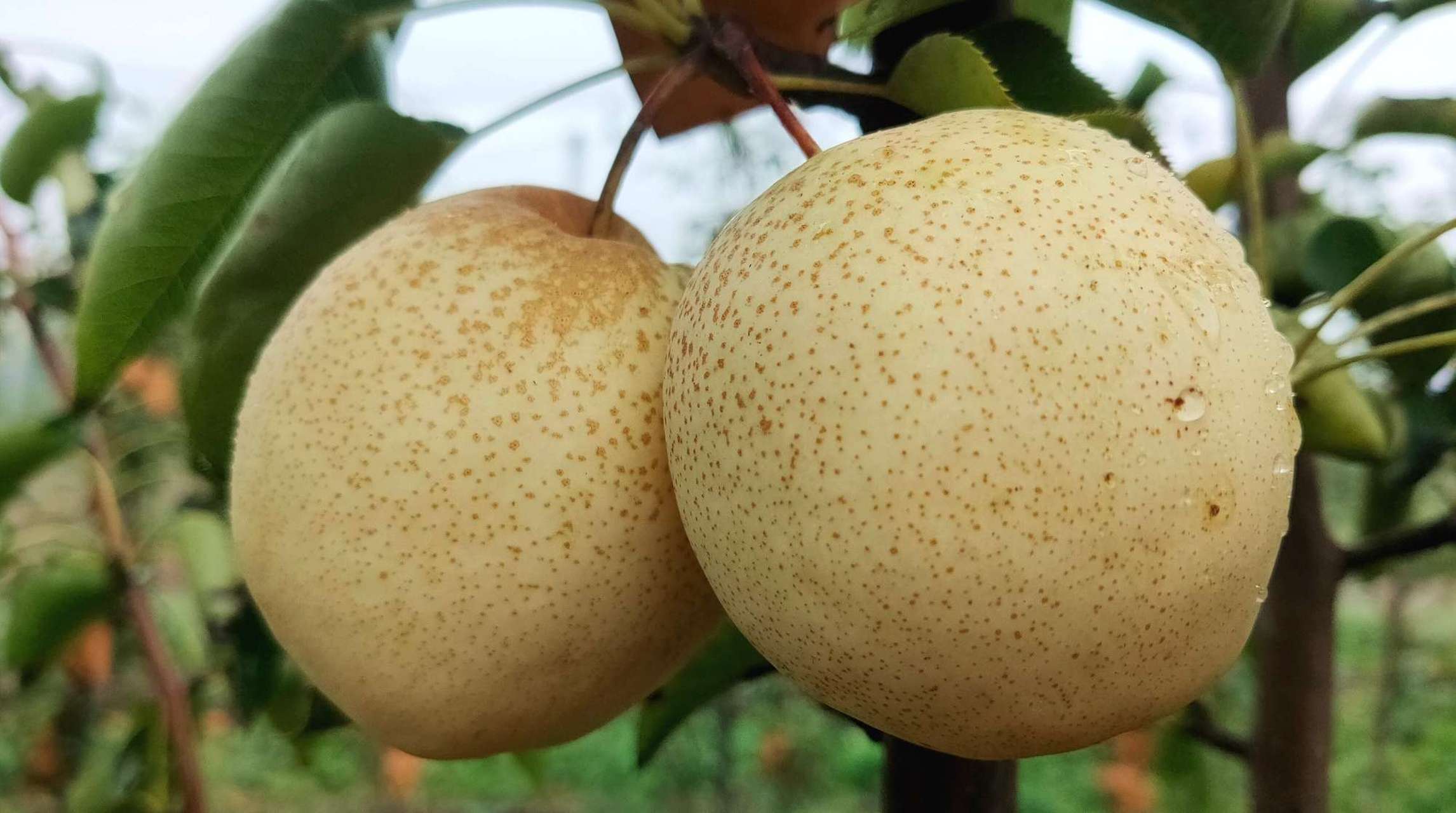 山农酥梨,砀山酥梨和新梨7号的完美碰撞,酥脆多汁且无渣