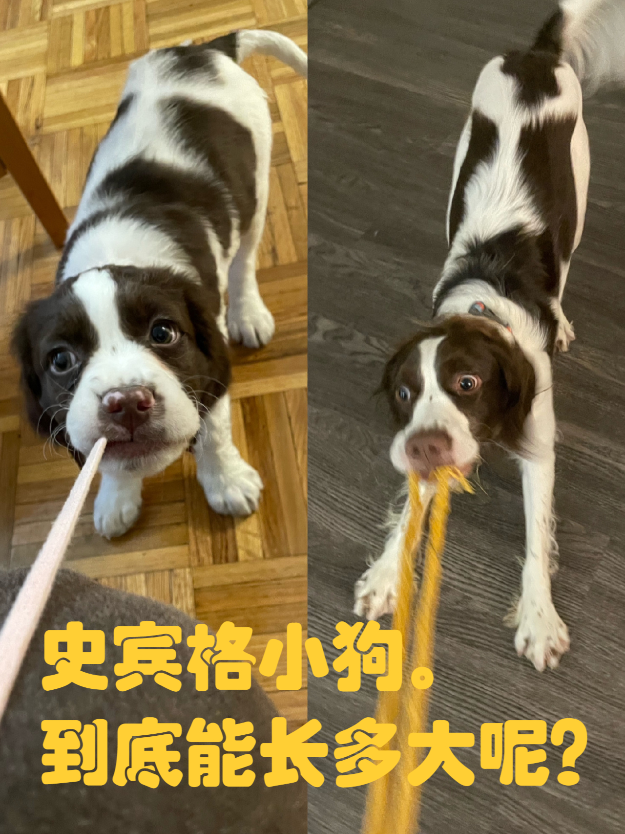 史宾格犬多大图片