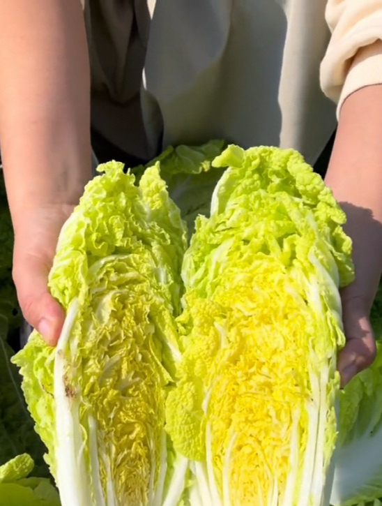 人见人爱,谁吃谁赞的"胶州大白菜",只需掌握几点,就能高产!
