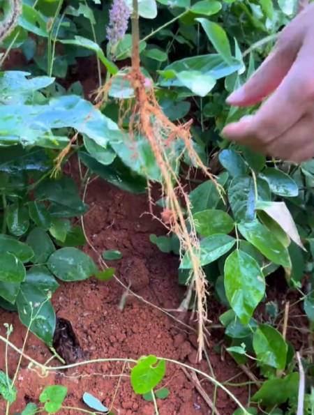 虎尾轮,你还记得它的味道吗?-度小视