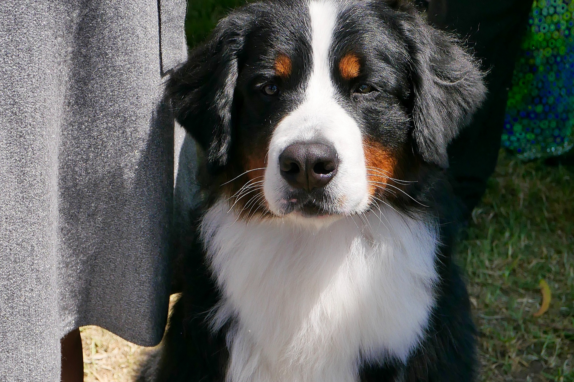 伯恩山犬是一种巨大而温和的守护者,其体重可达110斤,被称为加大号