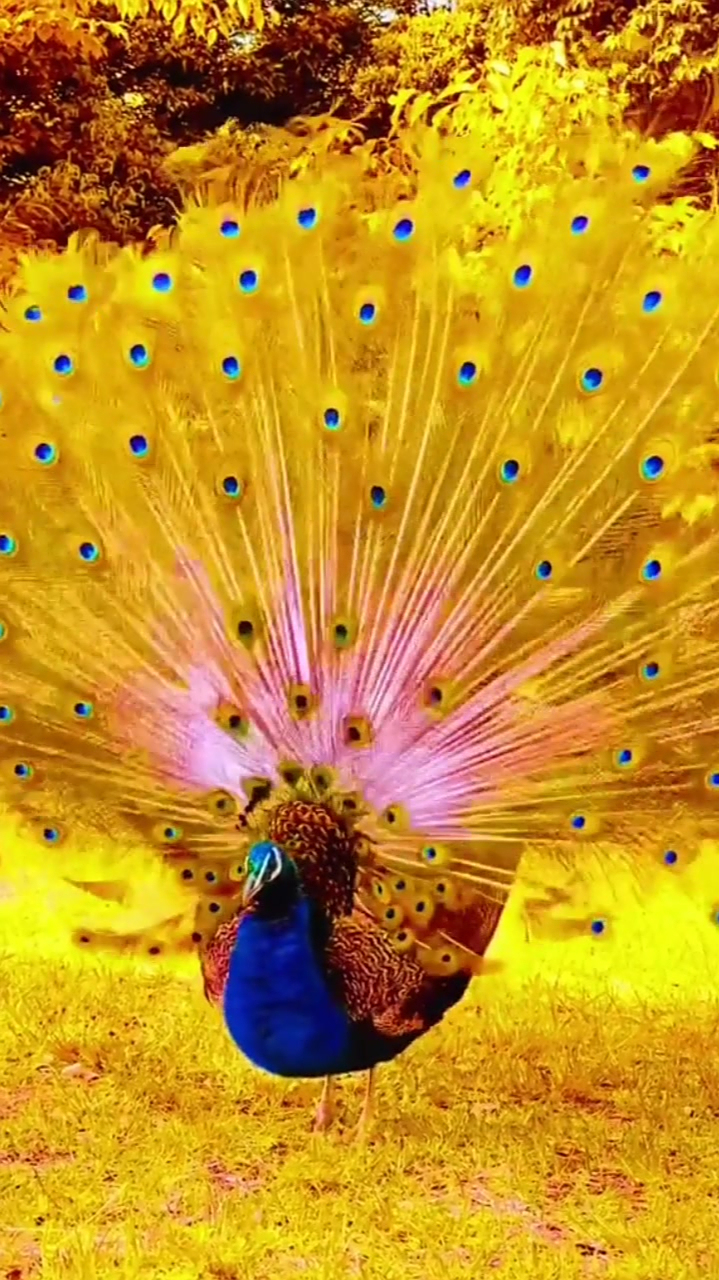 孔雀开屏的时候我看见孔雀尾巴上有一团白色的绒毛就像雪白的梅花一样