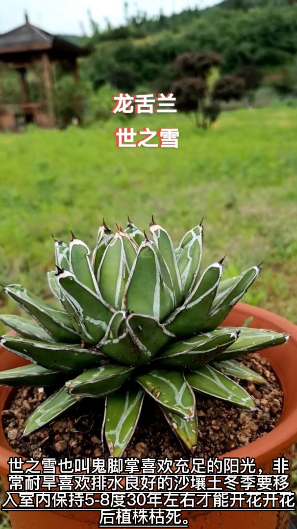 龙舌兰世之雪别名鬼脚掌多肉中的观叶佳品-度小视