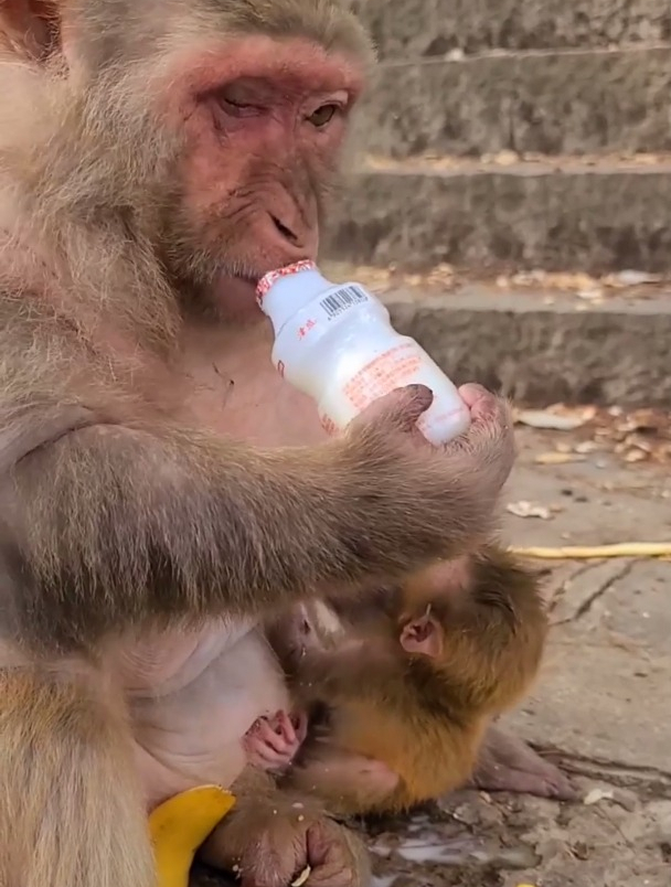 妈妈喝娃哈哈,小猴子喝母乳一家人真是其乐融融-度小视
