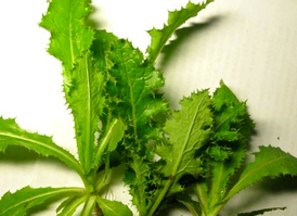 苦菜有几种,苦菜的图片