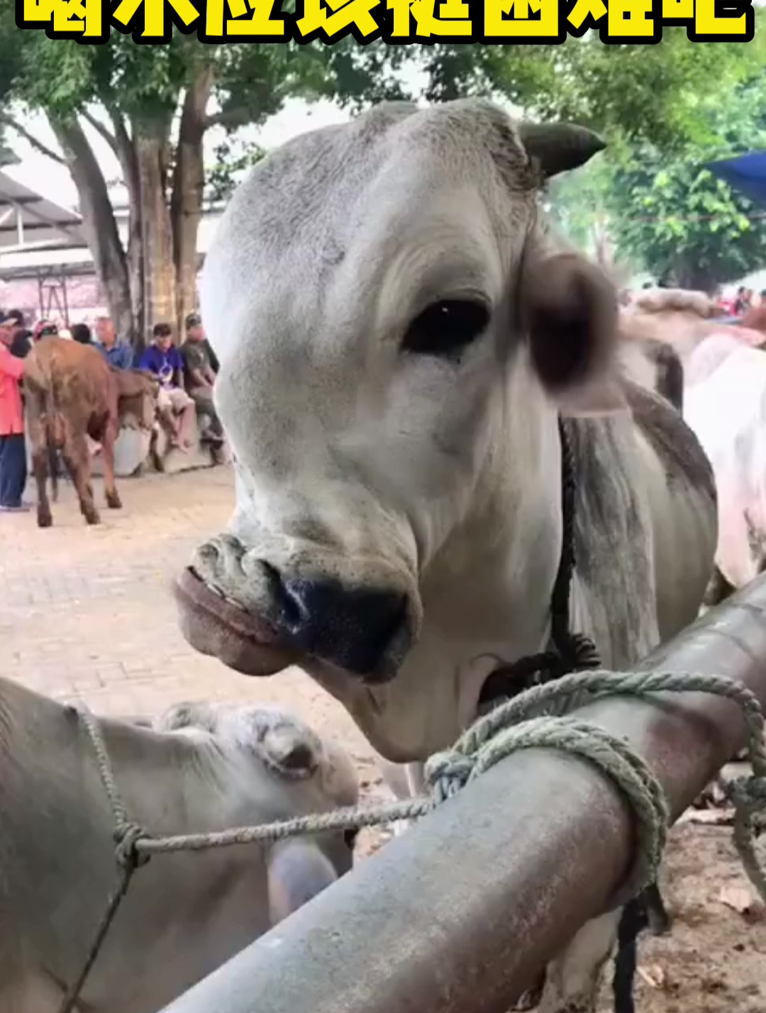 牛唇不對馬嘴喝水應該挺困難吧