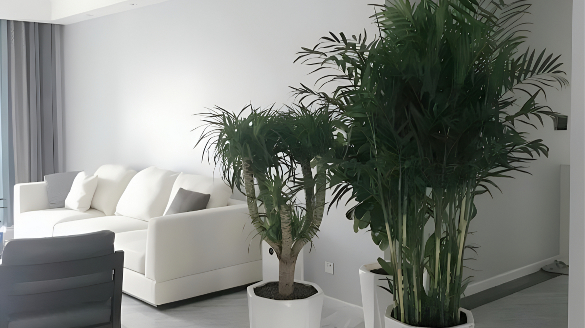 客厅绿植的摆放需遵循传统风水学原则,选择适合的植物,避免尖刺植物