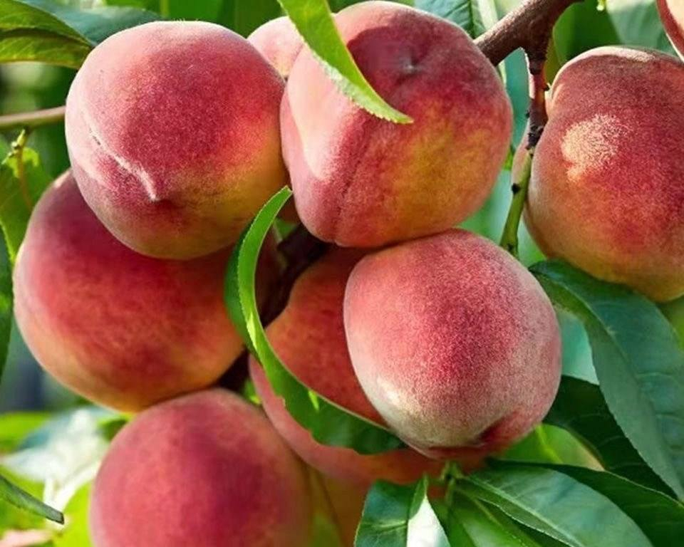 山东青州冬雪蜜桃,国内成熟期最晚的冬桃,堪称"桃中一绝"