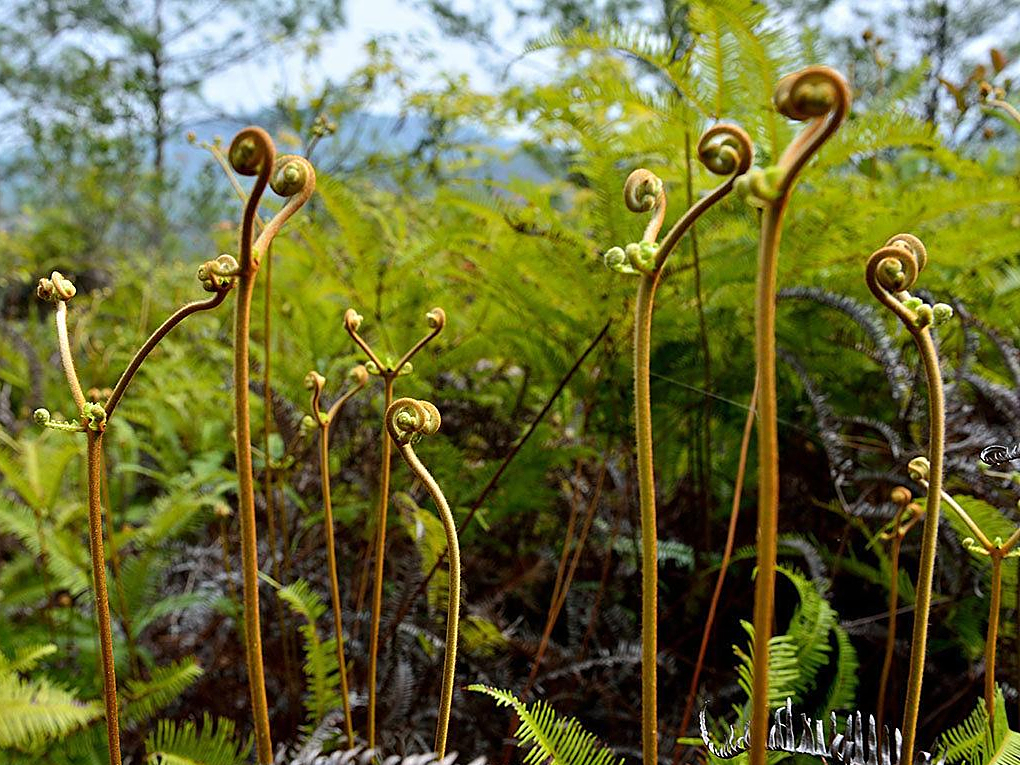 以前常被当柴火烧,殊不知是大名鼎鼎的"探金草",能探索黄金矿