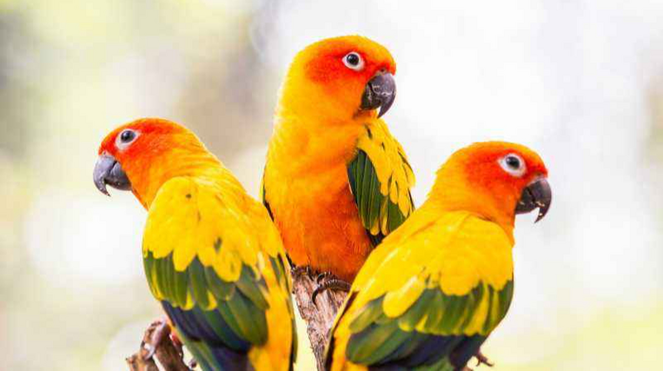 分享小太阳鹦鹉带给你的快乐和精彩吧,我们一起交流讨论养宠经验