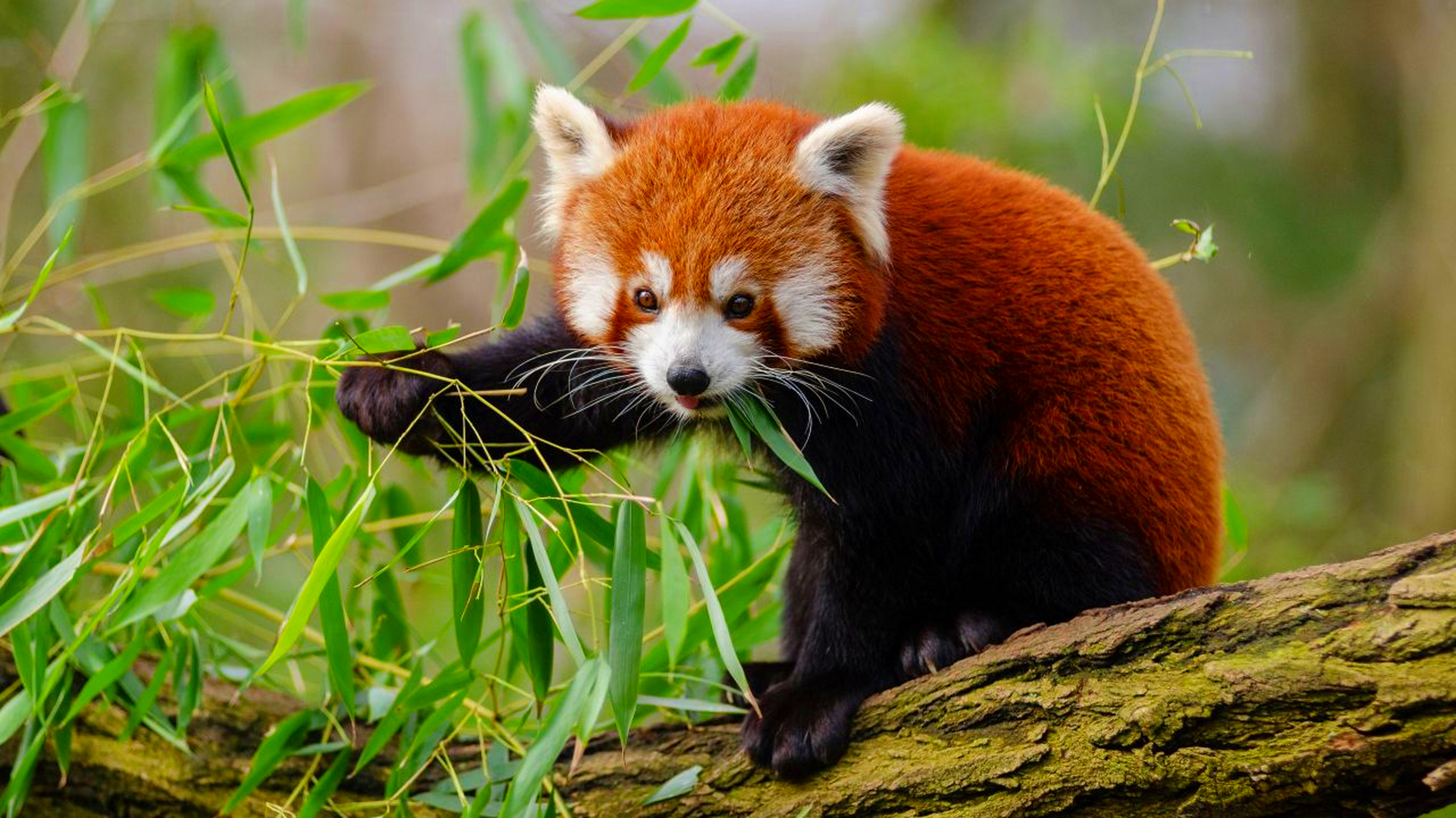 小熊猫又名熊猫,红熊猫,红猫熊,小猫熊,有时在中文中也称火狐.