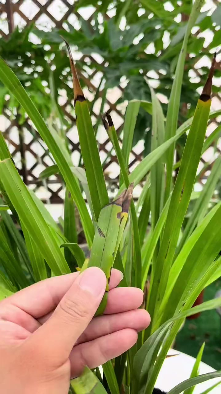 兰花叶片黑斑,焦尖长不停,剪多少次都没用,该怎么办?-度小视