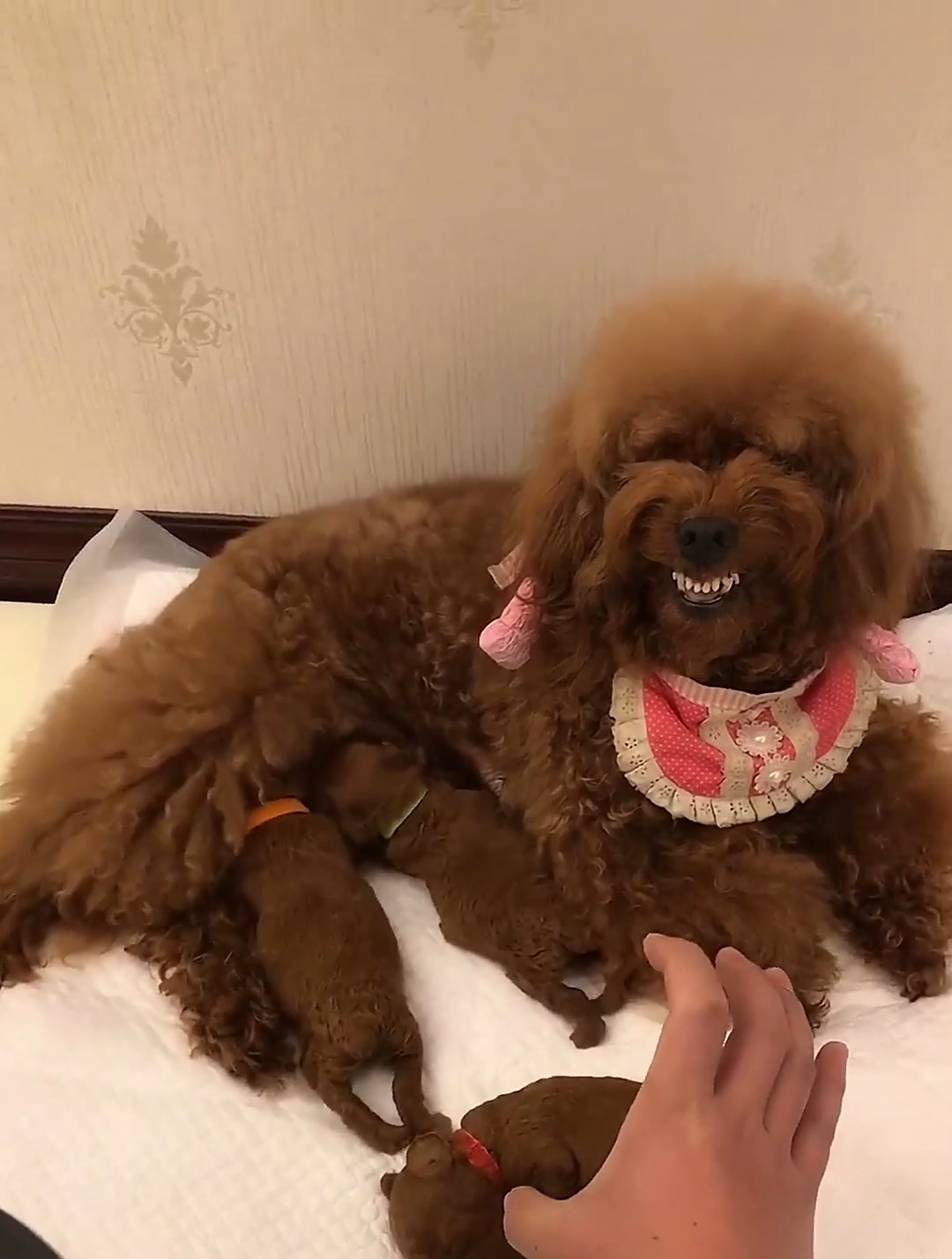 豆豆母爱爆棚 差一点我就被咬了