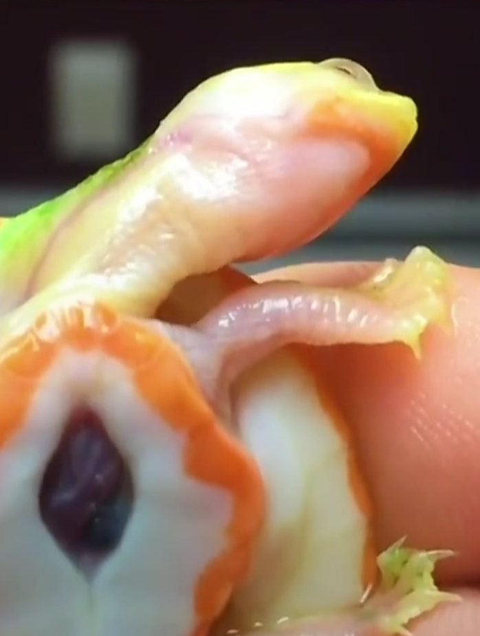 世界上"最"罕见的乌龟,不仅心脏裸露在外面,还患有白化病-度小视