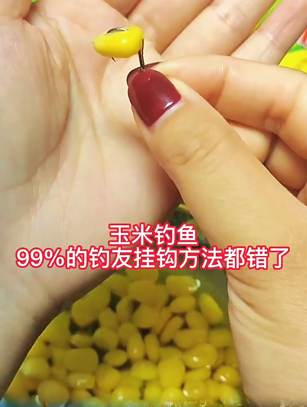 用玉米钓鱼,99%的钓友挂钩方法都错了,难怪总是被鱼遛