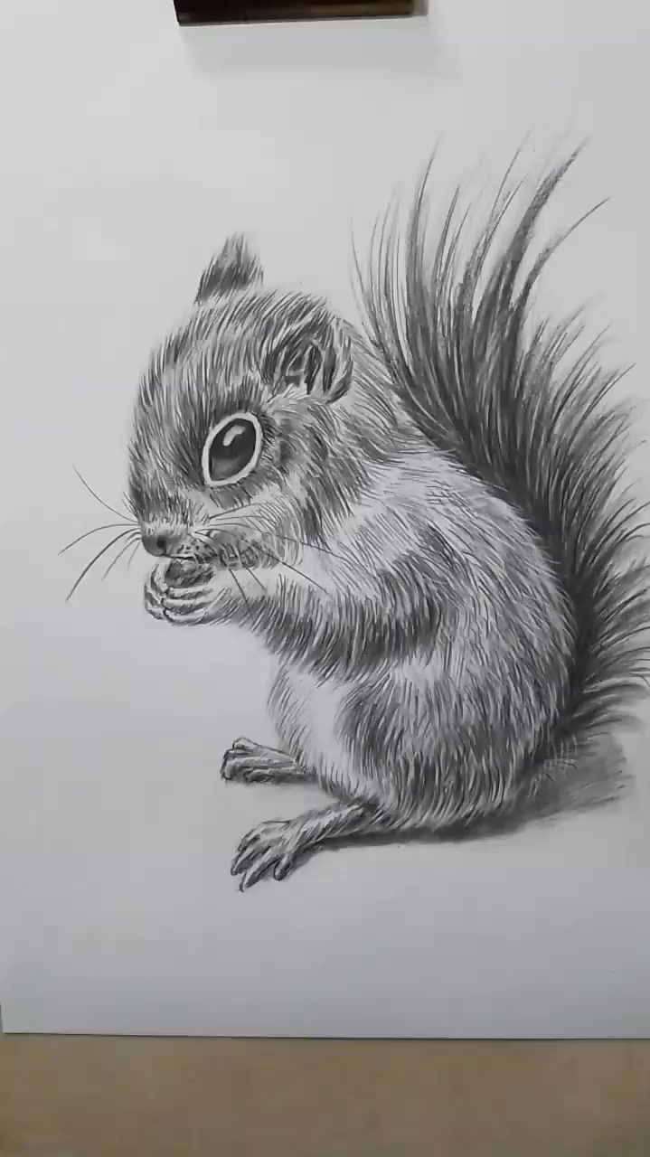 松鼠的黑白素描画图片