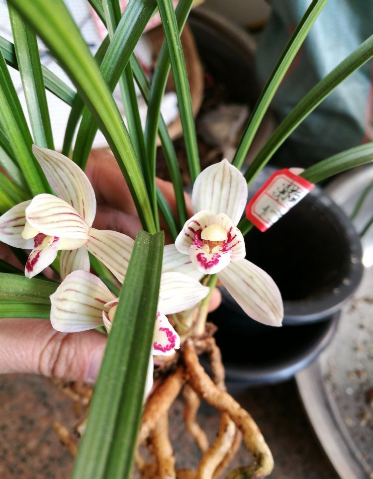 它是莲瓣兰荷瓣精品,滇荷,花色典雅,唯美出彩,魅力无限