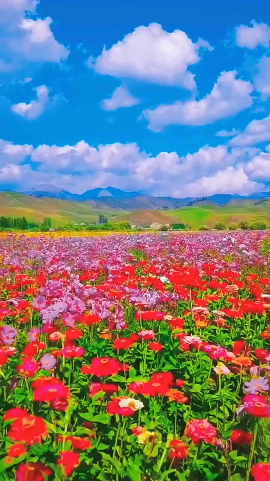 风景自然欣赏:百花争艳,万紫千红,百花齐绽,清香四