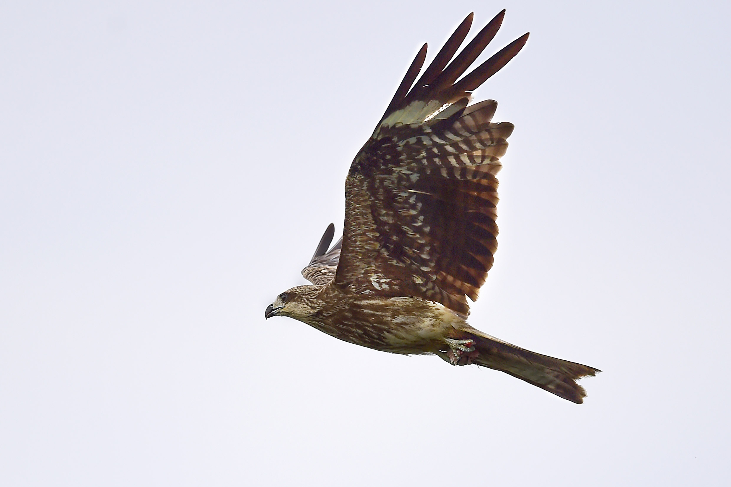 飞出戾天的鸢,跃出渊中的鱼,望道的人!