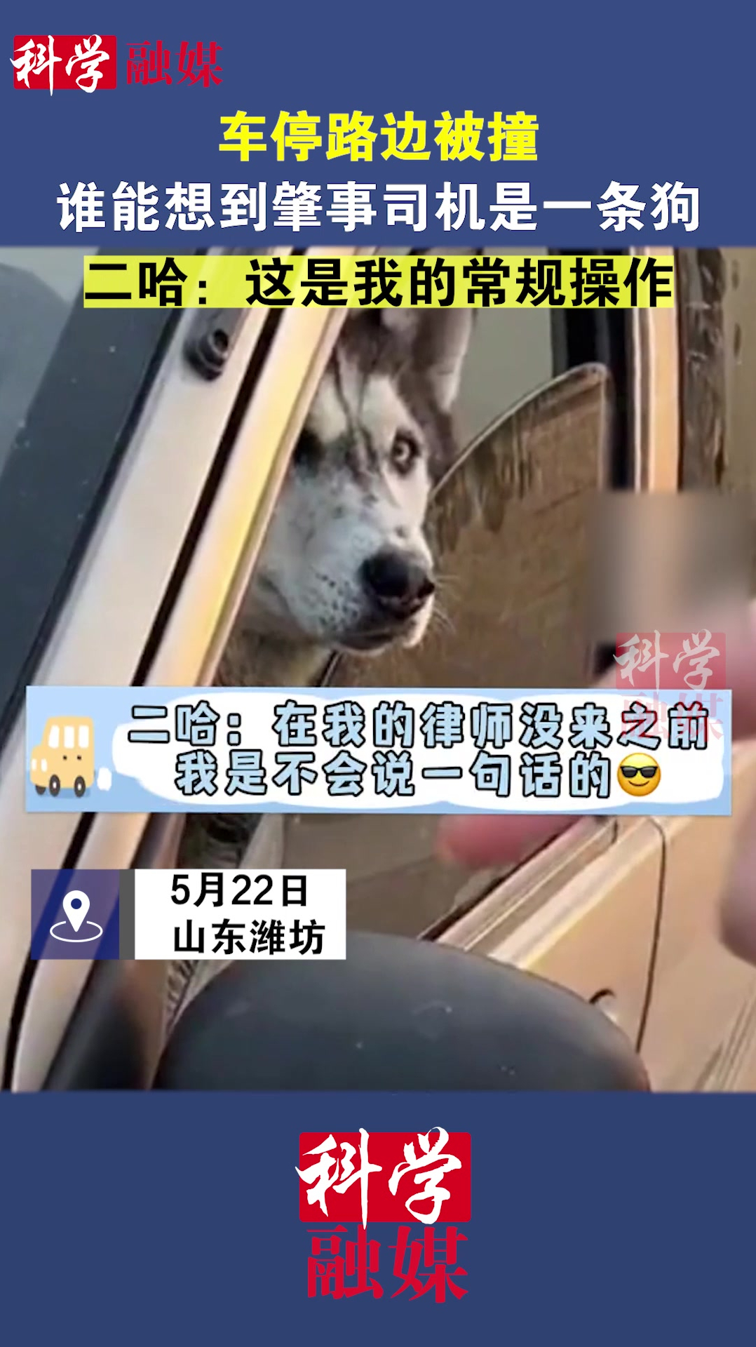 二哈:要钱没有,要命不给