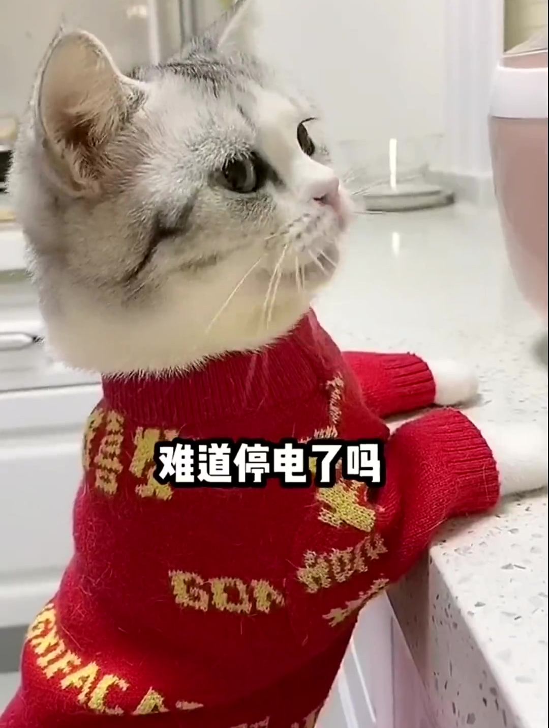 李哈哈小猫真是大孝子