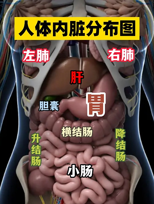 人体内脏分布图 健康科普