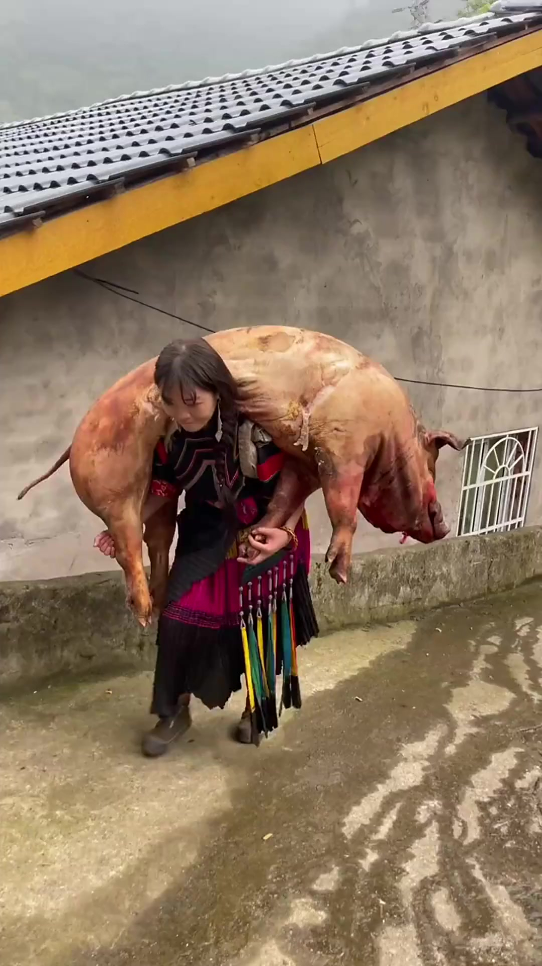 凉山不仅有好汉,还有扛得住300斤猪的阿妹?这样的妹子你敢娶吗