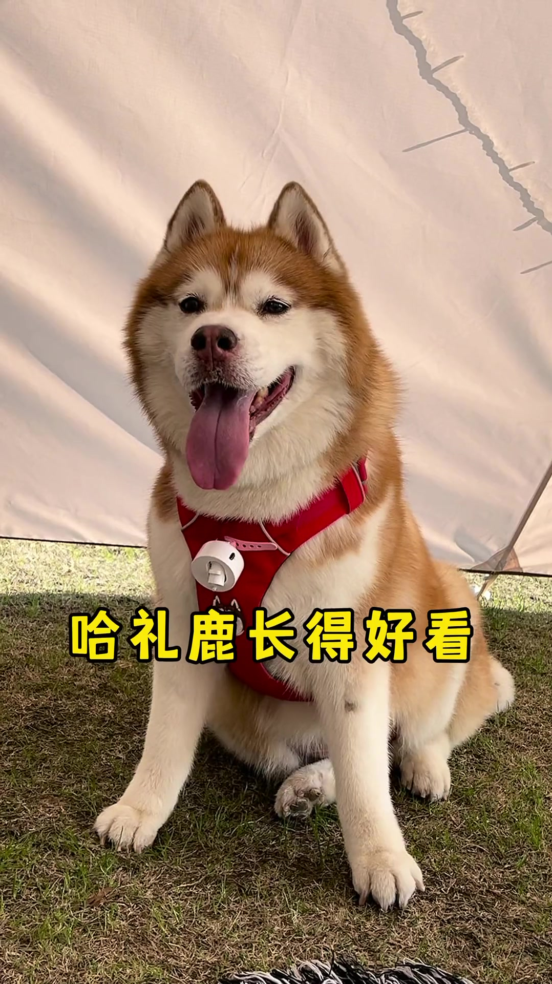 锅果然会从天上来,事情开始变得有意思了